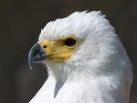 Schreiseeadler